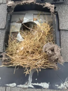 Bird's nest found packed inside the roof vent cap