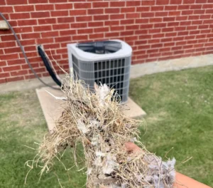 Debris and nest material removed from the vent line